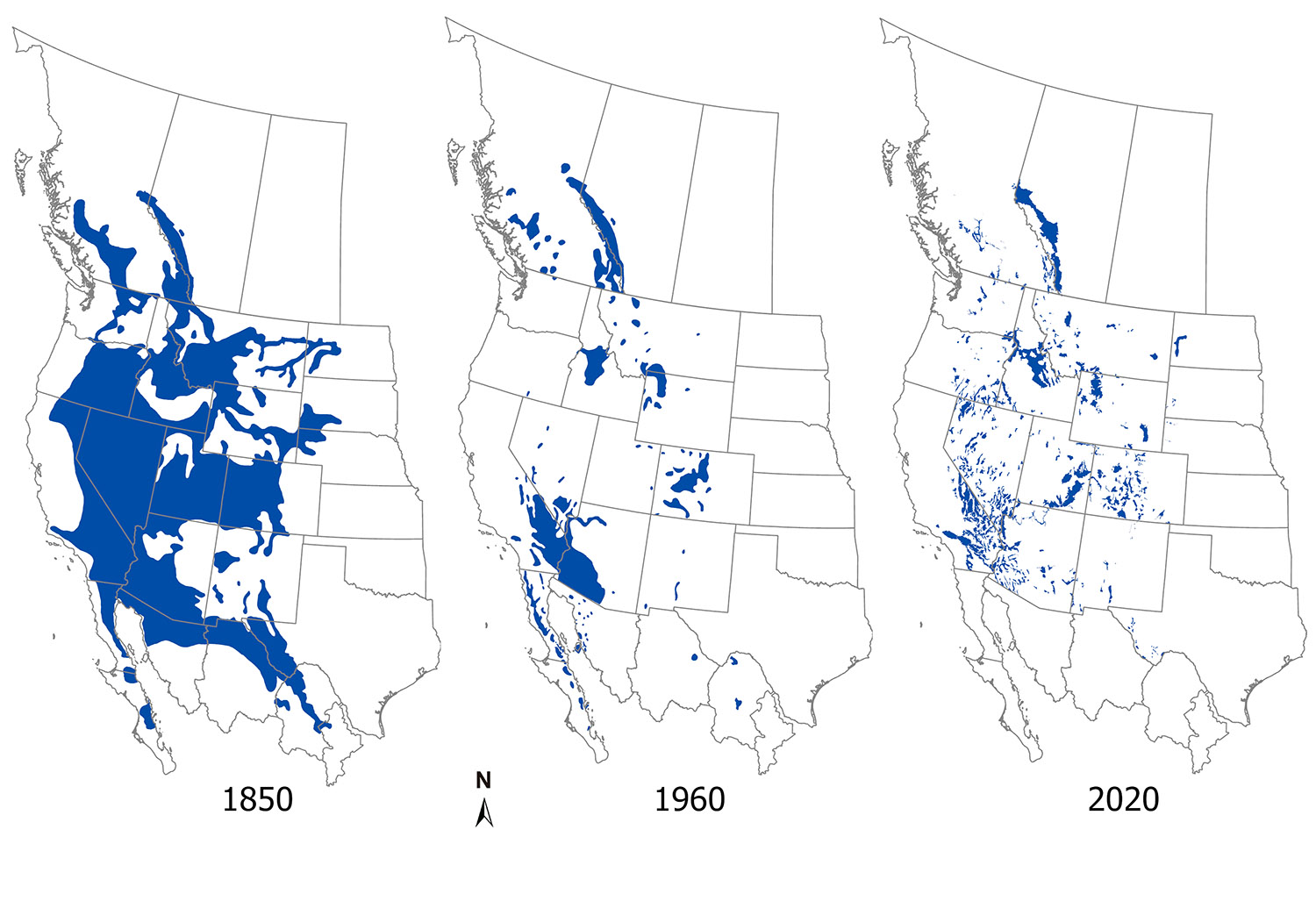 Three maps of bighorn sheep distribution in North America Three maps of bighorn sheep distribution in North America
